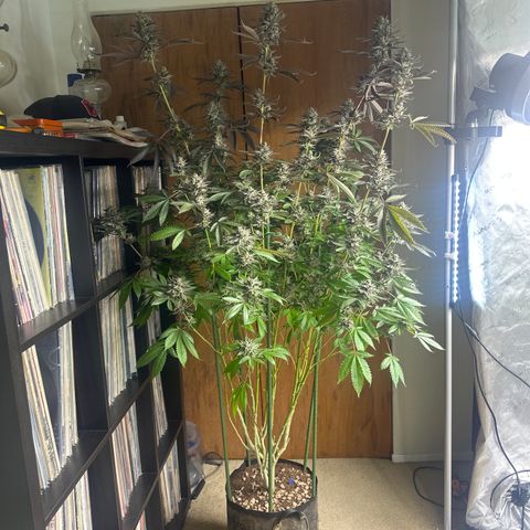 TJ3 growlog timeline photo