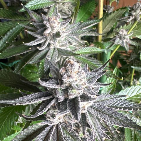 TJ3 growlog timeline photo
