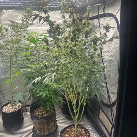 MC growlog timeline photo