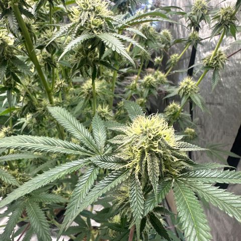 MC growlog timeline photo