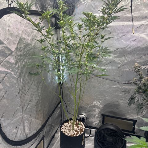DAE growlog timeline photo