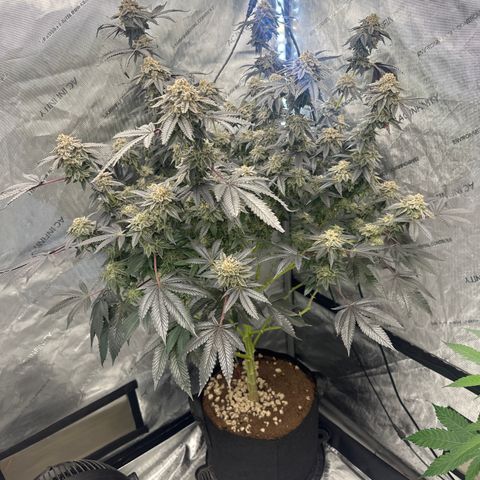 MM growlog timeline photo