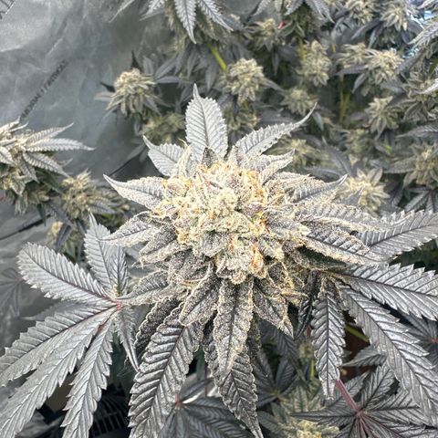 MM growlog timeline photo