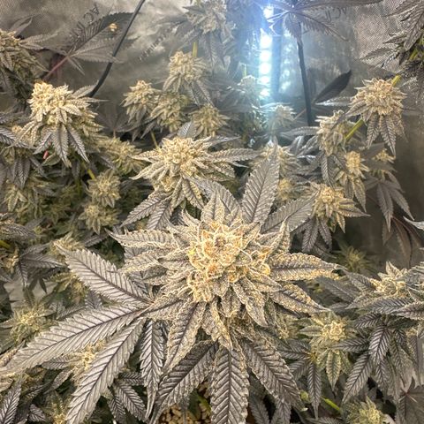 MM growlog timeline photo