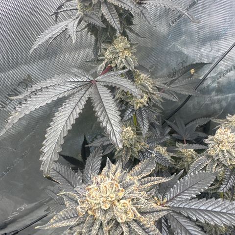 MM growlog timeline photo