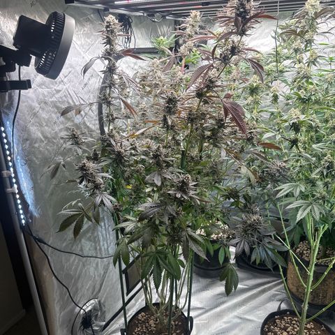 TJ3 growlog timeline photo