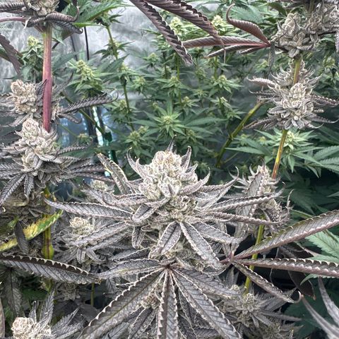 TJ3 growlog timeline photo