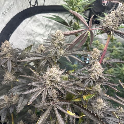 TJ3 growlog timeline photo