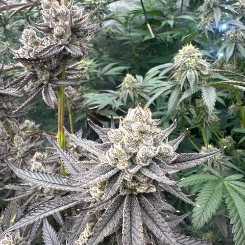 TJ3 growlog timeline photo