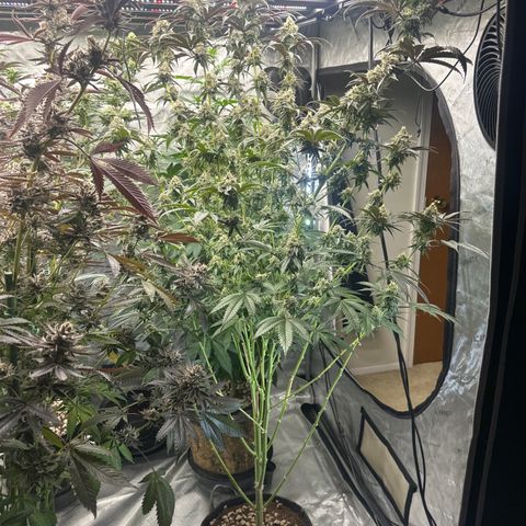 MC growlog timeline photo
