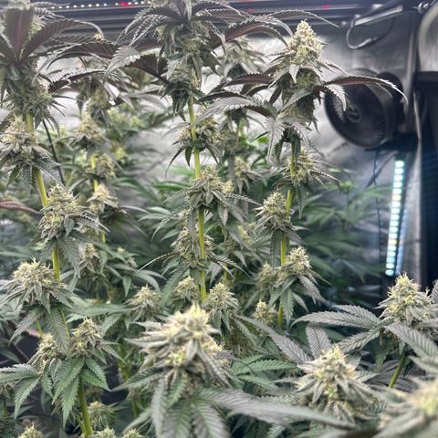 MC growlog timeline photo