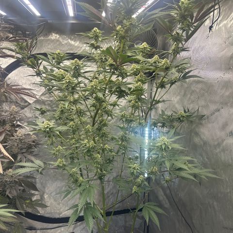 DAE growlog timeline photo