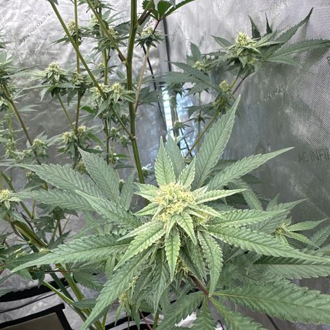 DAE growlog timeline photo
