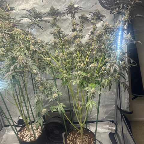 MC growlog timeline photo