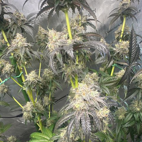 MC growlog timeline photo