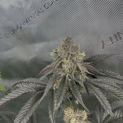 MC growlog timeline photo