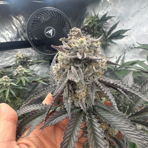 MC growlog timeline photo