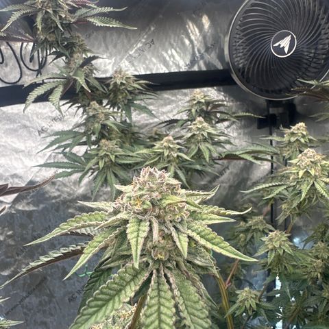 DAE growlog timeline photo