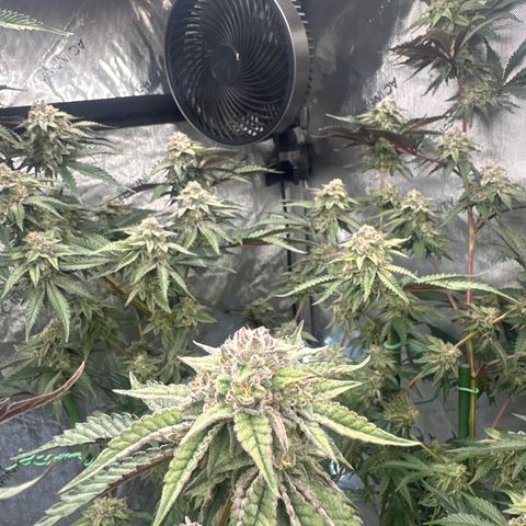 DAE growlog timeline photo
