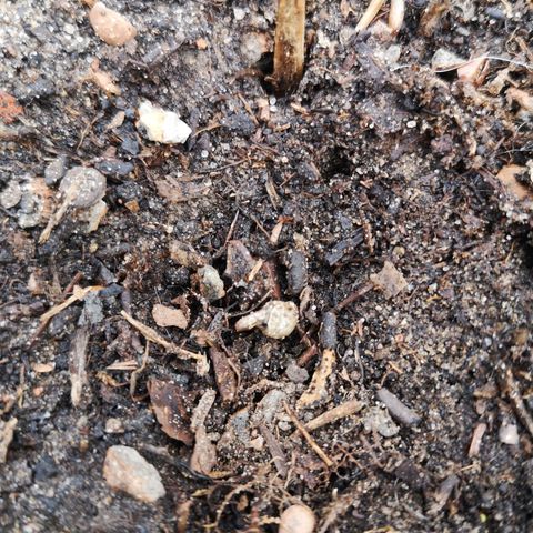 #2 OG Glue 310323 growlog photo: Keimling zeigt sich nach nun fast 2 Wochen.
Totgeglaubt und doch am Leben!

Einpflanztiefe deutlich zu tief & Temperaturschwankungen zu extrem. 