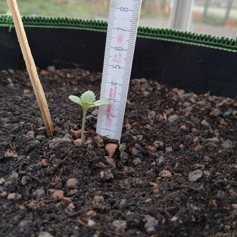 #1 OG Glue 310323 growlog photo: 3cm

Ab heute nur noch mit Dimicro-Flüssig. 