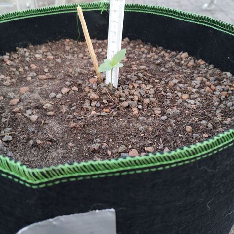 #1 OG Glue 310323 growlog photo: +1cm am Tag