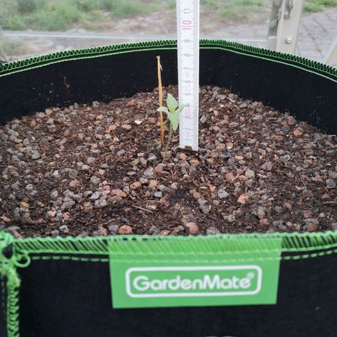 #2 OG Glue 310323 growlog photo: +0,50cm am Tag 