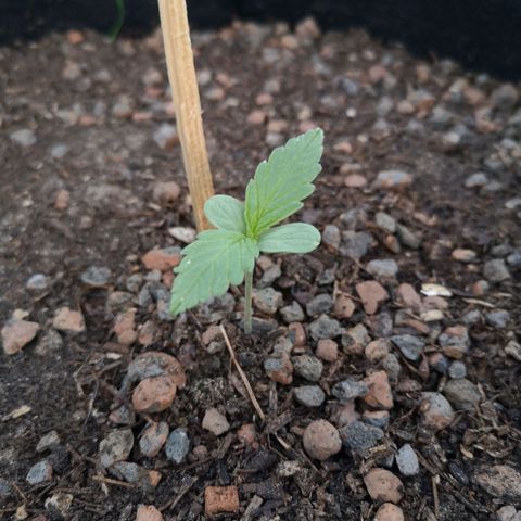 #1 OG Glue 310323 growlog timeline photo