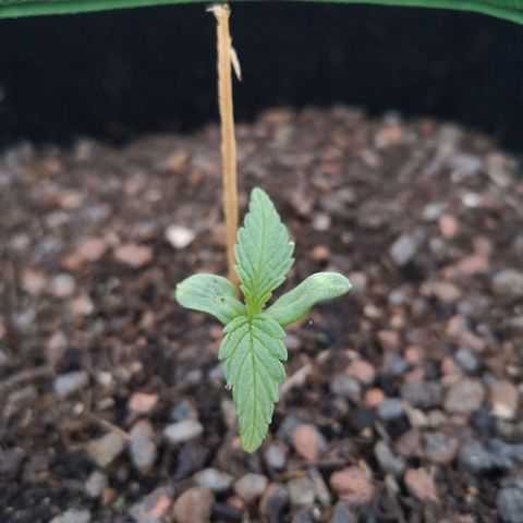 #2 OG Glue 310323 growlog timeline photo