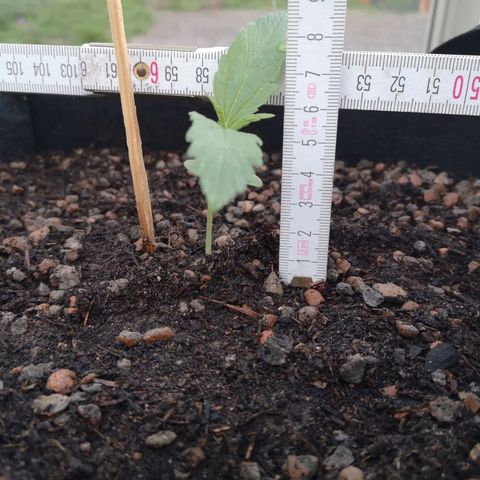 #1 OG Glue 310323 growlog timeline photo