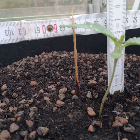#2 OG Glue 310323 growlog timeline photo