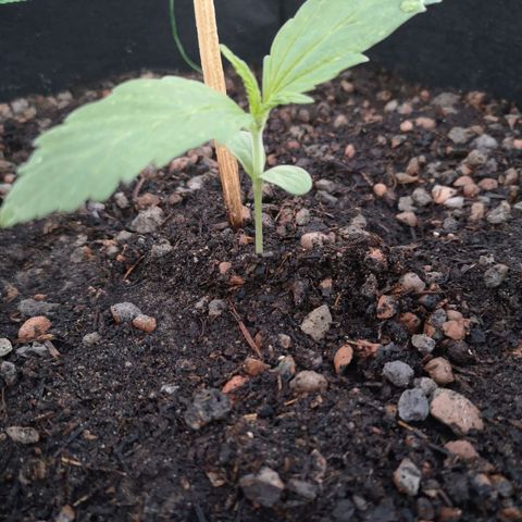 #1 OG Glue 310323 growlog timeline photo