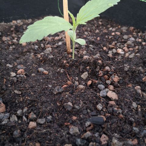 #1 OG Glue 310323 growlog timeline photo