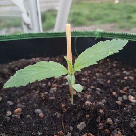 #1 OG Glue 310323 growlog timeline photo
