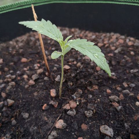 #2 OG Glue 310323 growlog timeline photo