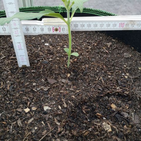 #1 OG Glue 310323 growlog photo: 11cm