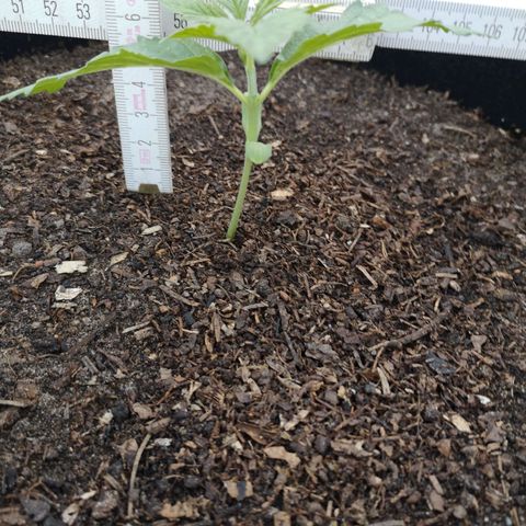 #2 OG Glue 310323 growlog photo: 7,5cm