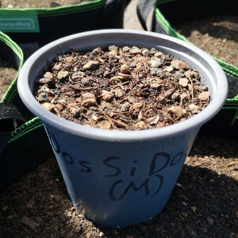 #1 Dos Si Dos 33 (Mitte)  growlog timeline photo