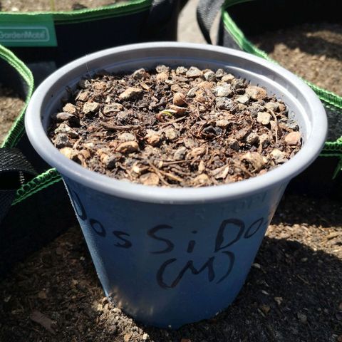 #1 Dos Si Dos 33 (Mitte)  growlog timeline photo