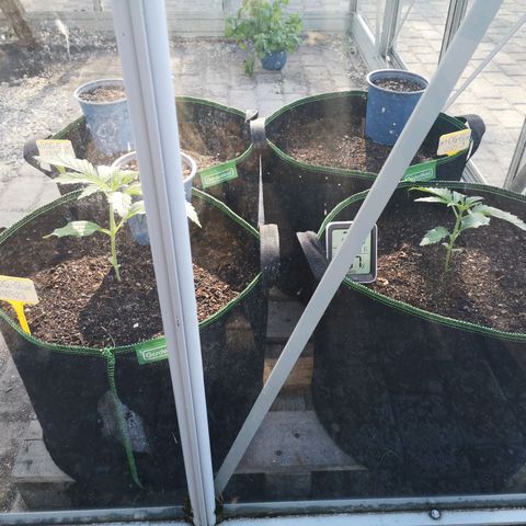 #1 Dos Si Dos 33 (Mitte)  growlog timeline photo