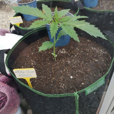 #1 OG Glue 310323 growlog timeline photo