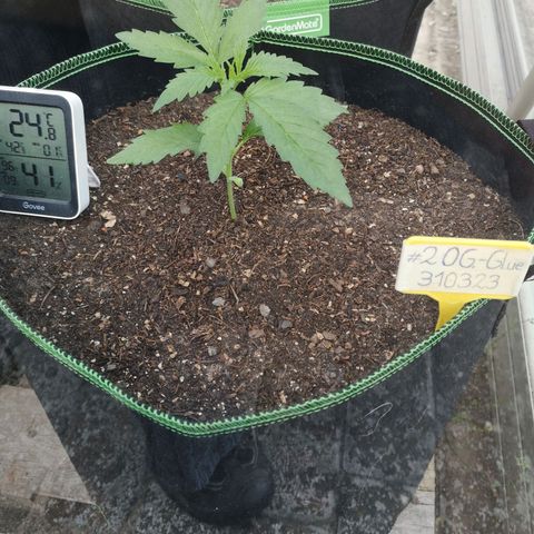 #2 OG Glue 310323 growlog timeline photo