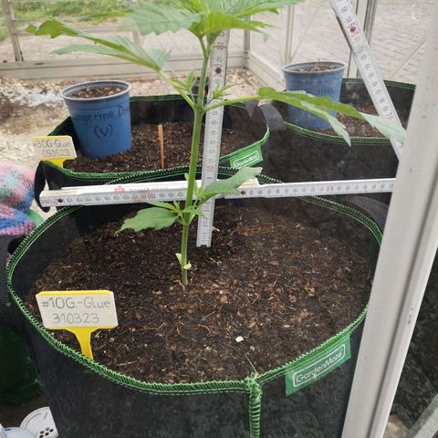 #1 OG Glue 310323 growlog photo: Gute 25cm