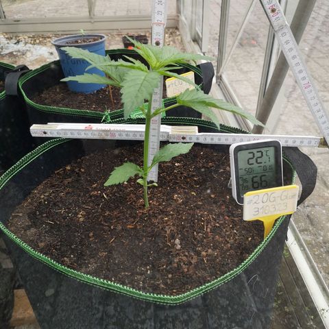 #2 OG Glue 310323 growlog photo: 20cm