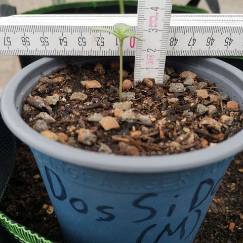 #1 Dos Si Dos 33 (Mitte)  growlog photo: Gute 3cm