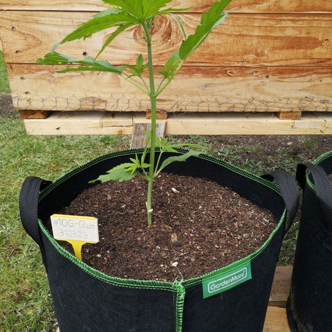 #1 OG Glue 310323 growlog timeline photo