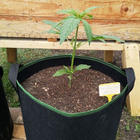#2 OG Glue 310323 growlog timeline photo