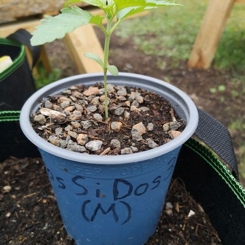 #1 Dos Si Dos 33 (Mitte)  growlog timeline photo