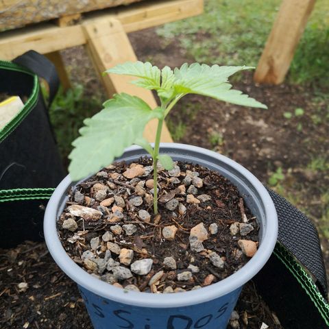 #1 Dos Si Dos 33 (Mitte)  growlog timeline photo