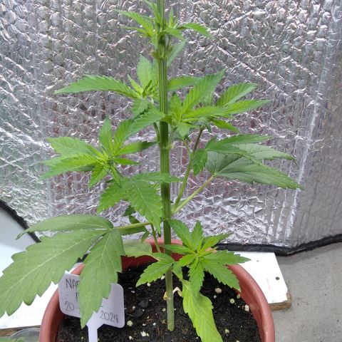 Naranja Diesel growlog timeline photo